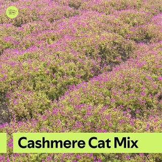 Imagem de Cashmere Cat